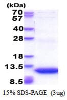 Human GNG11 Protein (Recombinant His)