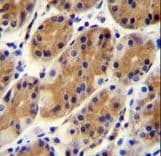 CCDC153 Antibody (aa32-60)