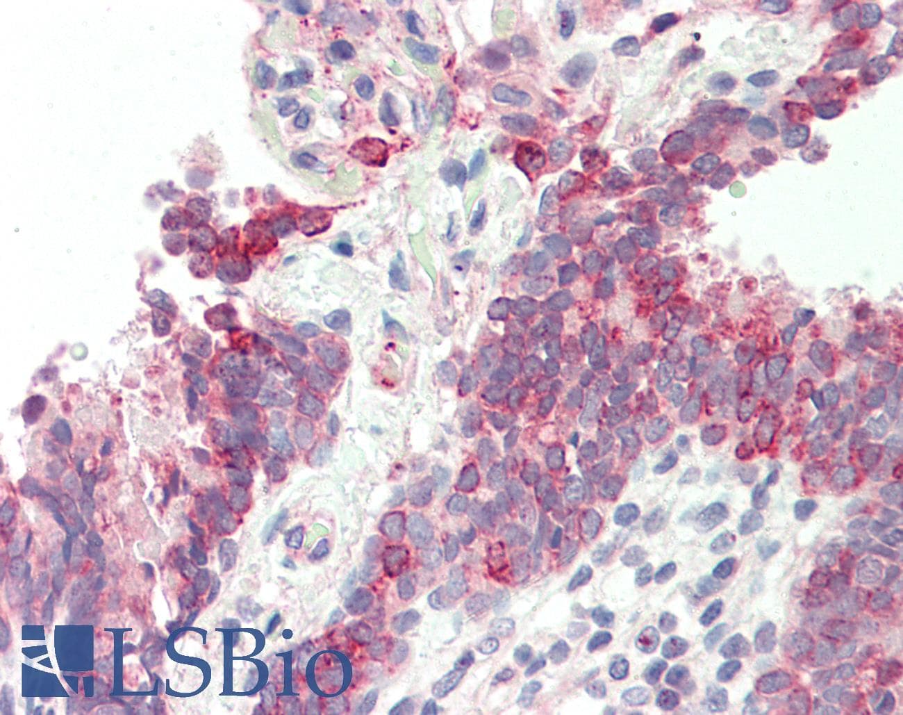 H6PD / G6PDH Antibody (aa180-229)