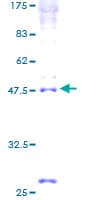 Human INSIG2 Protein (Recombinant GST)