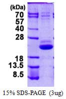 Human VPS25 Protein (Recombinant His)