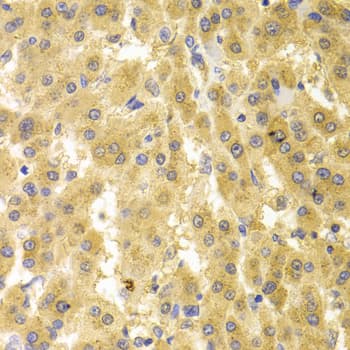 Geminin Antibody