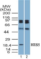HES5 Antibody (aa1-50)