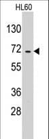 Polyclonal Rabbit anti-Human KIAA1970 / EARS2 Antibody (aa495-523, IHC, WB)