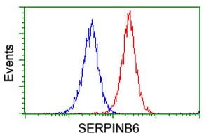 Monoclonal Mouse anti-Human SERPINB6 / PI-6 Antibody (clone OTI3H3, IF, WB)
