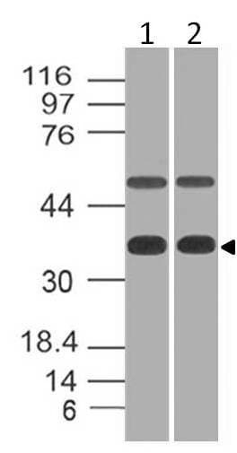EIF3G Antibody