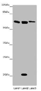 SRF / Serum Response Factor Antibody