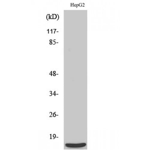 Polyclonal Rabbit anti-Human MRPS36 Antibody (20-100 aa, N-terminal, IHC, WB)