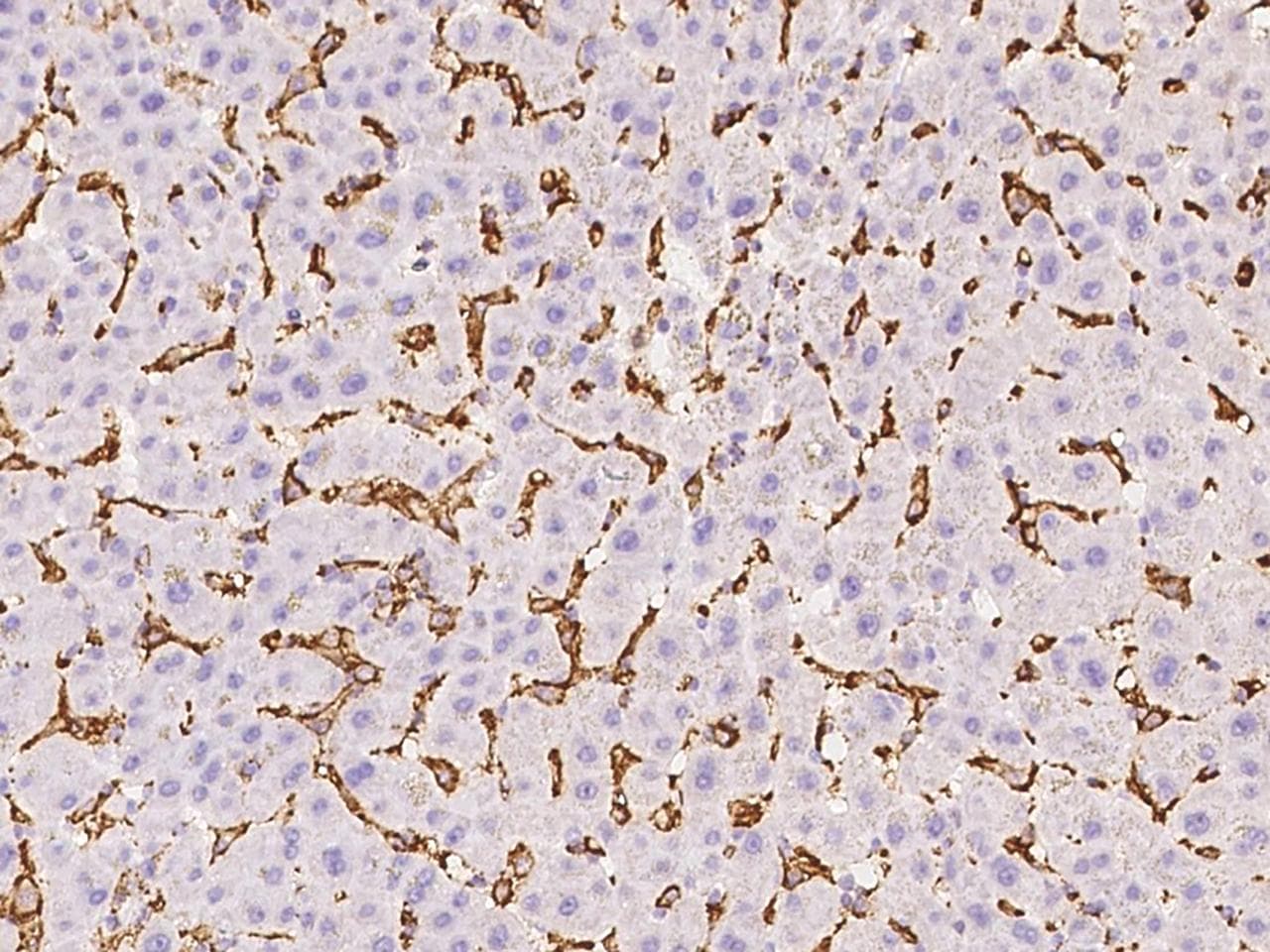 FCER1G Antibody