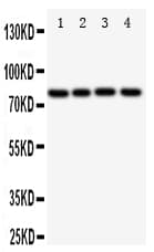 Polyclonal Rabbit anti-Human SP4 Antibody (aa29-44, WB)