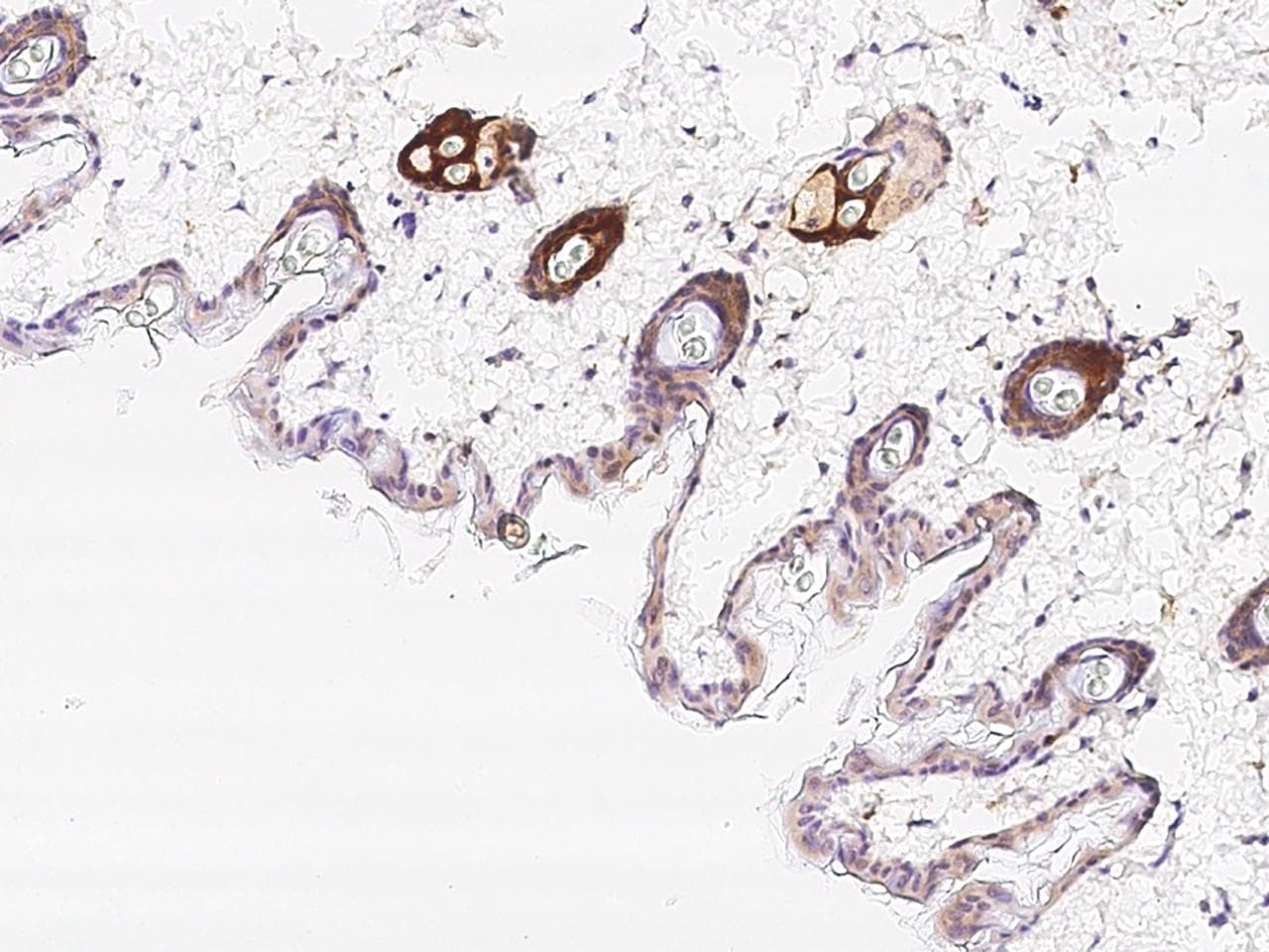 IL20RA Antibody (Preservative Free)