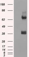XRCC4 Antibody (clone OTI4H9)