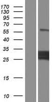 MLX / TCFL4 Protein (Over-Expression Lysate Myc-DDK (Flag))