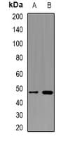 PSMD4 / RPN10 Antibody