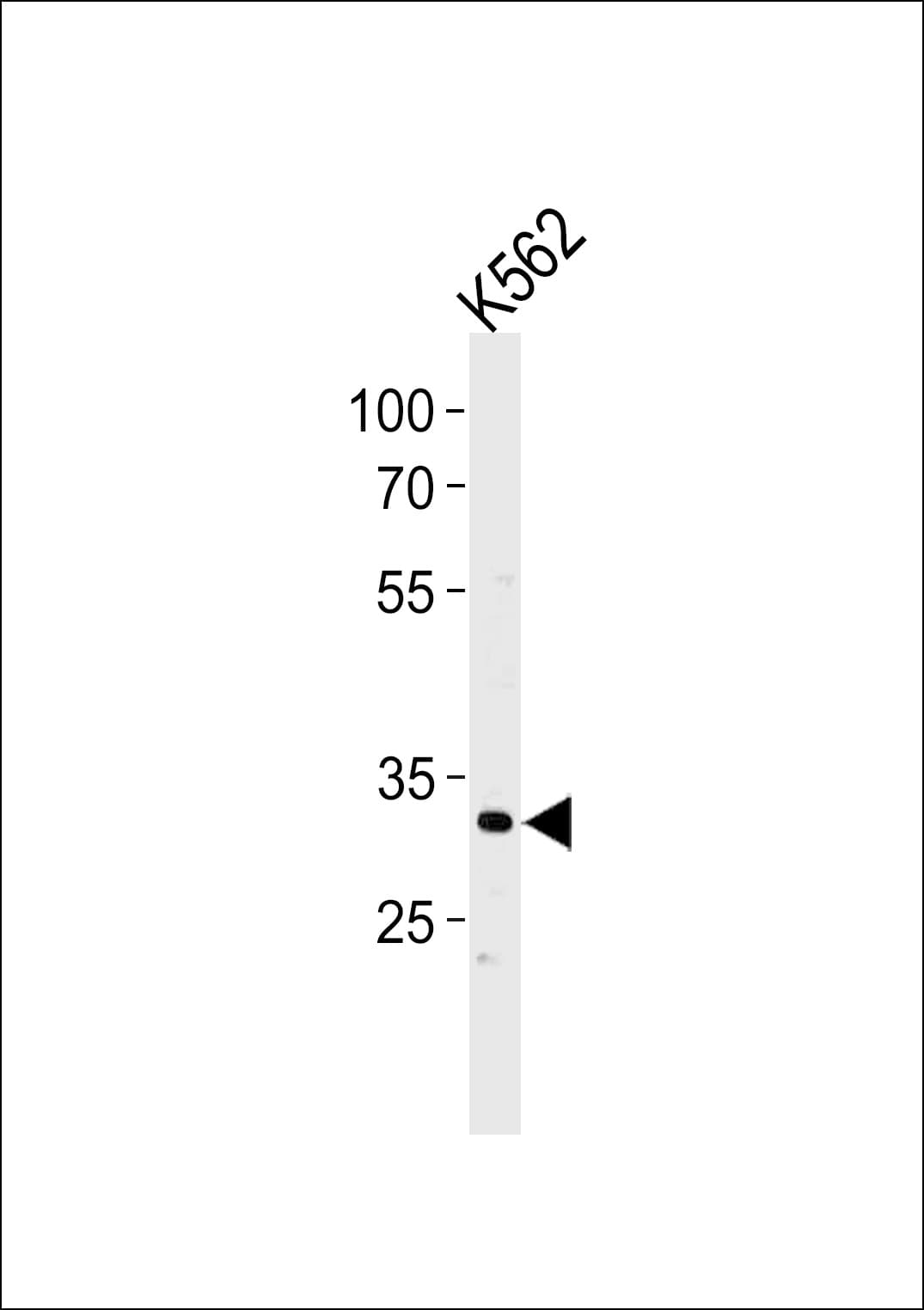IHC-plus™ POU5F1B Antibody (aa214-242)