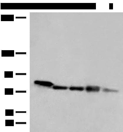 MCCC1 Antibody