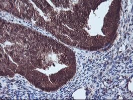 Monoclonal Mouse anti-Human NLN / Neurolysin Antibody (clone OTI3H4, IHC, WB)