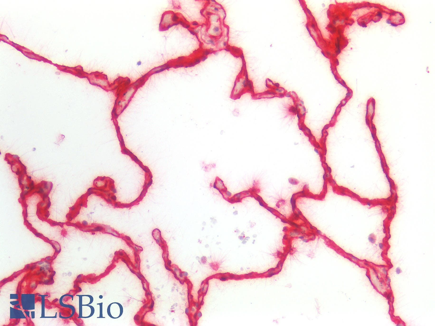 PathPlus™ CAV1 / Caveolin 1 Antibody (C-Terminus)
