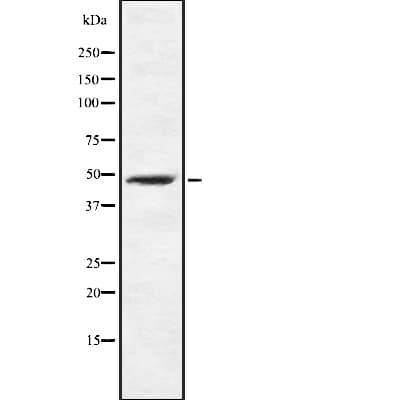 TFDP2 / DP2 Antibody
