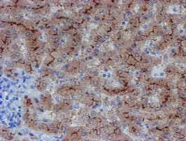 LHX1 Antibody (aa100-362, clone OTI2D5)