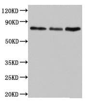 UNC84B / SUN2 Antibody