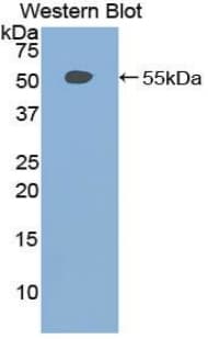 BOC Antibody (aa668-866, PE)