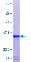 Human DUSP23 Protein (Recombinant GST)