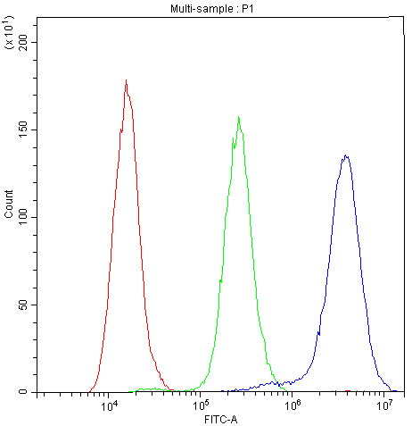 Polyclonal Rabbit anti-Human NFATC1 / NFAT2 Antibody (IHC, WB)