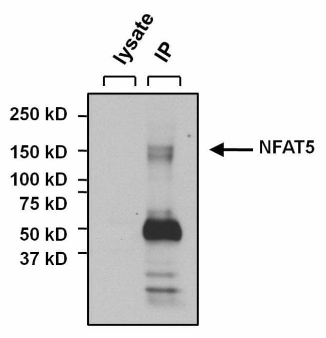 Goat Anti-Rabbit IgG Secondary Antibody (HRP)