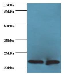 C7orf50 Antibody