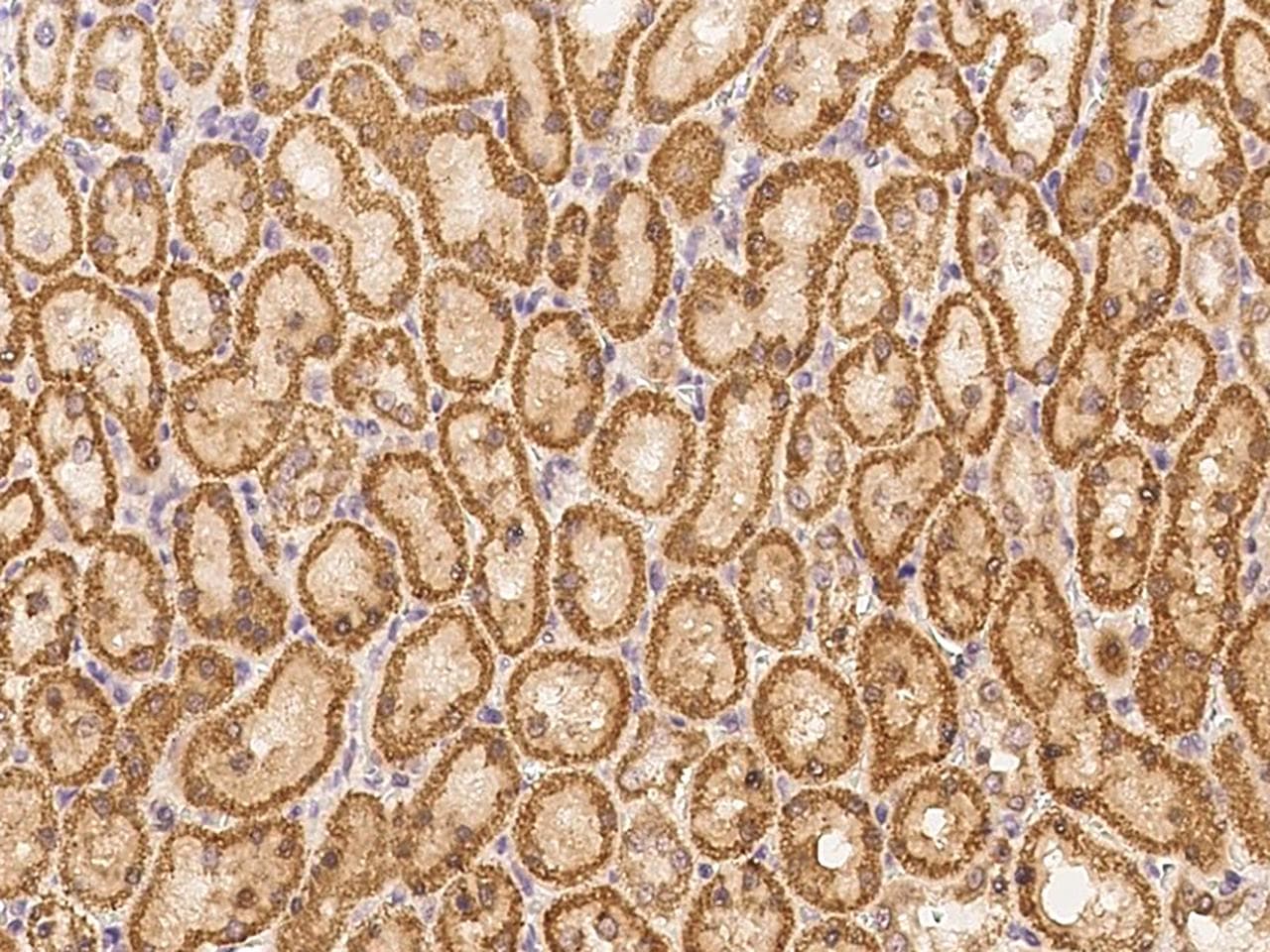 SIGIRR Antibody (Preservative Free)