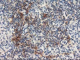 Monoclonal Mouse anti-Human NAPE-PLD Antibody (clone OTI5F3, IHC, WB)