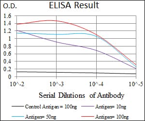 CAMK4 / CaMK IV Antibody (clone 8C5B8)