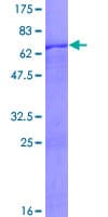 Human ZNF302 Protein (Recombinant GST)