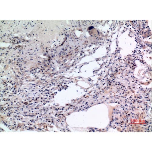 MCM7 Antibody (491-540 aa, Internal)
