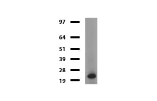 VILIP / VSNL1 Antibody (aa2-191, clone UMAB116, Carrier-free)