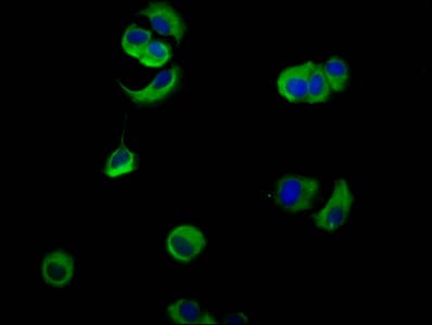 PVRL4 / Nectin 4 Antibody