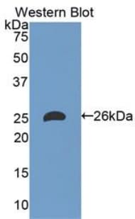 APOM / Apolipoprotein M Antibody (aa8-188, Cy3)