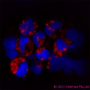 TLR9 Antibody (aa830-880)
