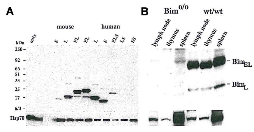 BCL2L11 / BIM Antibody (aa20-40, clone 10B12)