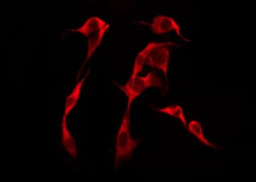 OR51F1 Antibody