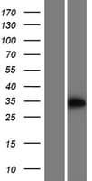 PPA2 Protein (Over-Expression Lysate Myc-DDK (Flag))