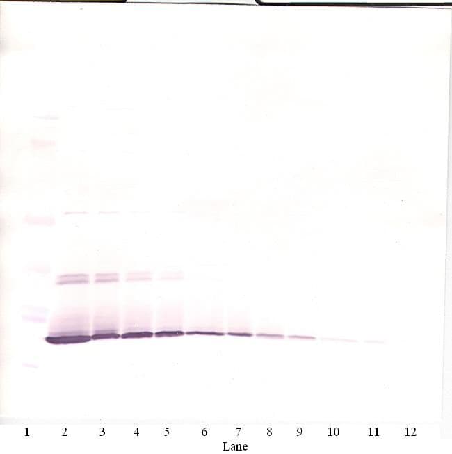 IL7 Antibody (Biotin)
