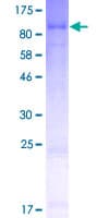 Human GAB3 Protein (Recombinant GST)
