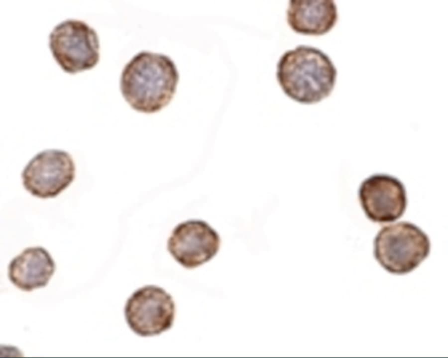 Polyclonal Rabbit anti-Human CXCR4 Antibody (IF, WB)