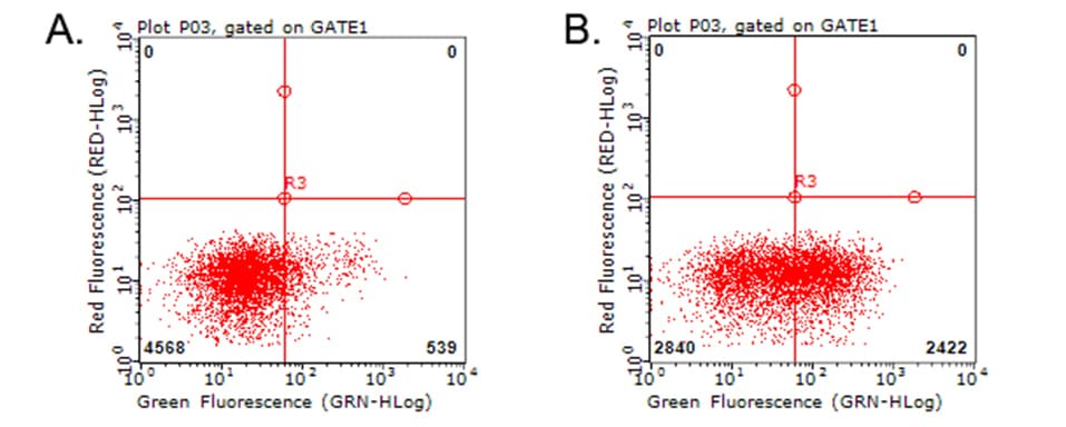 HAVCR2 / TIM-3 Antibody (clone OTI1B10)