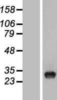 TYW3 Protein (Over-Expression Lysate Myc-DDK (Flag))