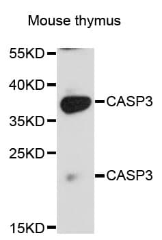 CASP3 / Caspase 3 Antibody