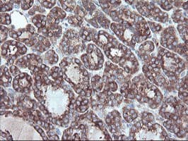 CPA2 Antibody (clone OTI1C7)