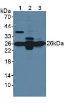 GSTM1 Antibody (aa1-218, APC)